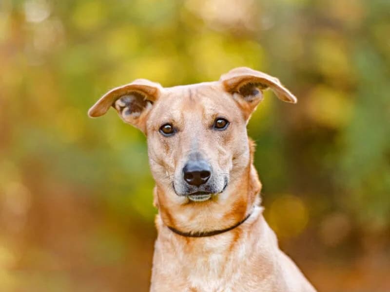 Sammy, male 7yo Mixed Breed for adoption at Tierheim Leipzig, Leipzig