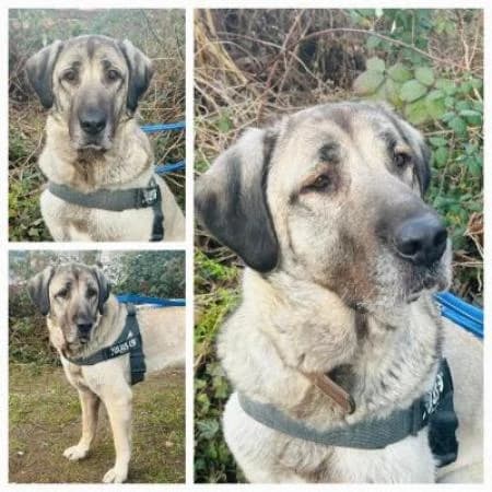 Raja, female mixed breed for adoption at Tierheim Wiesbaden, Wiesbaden
