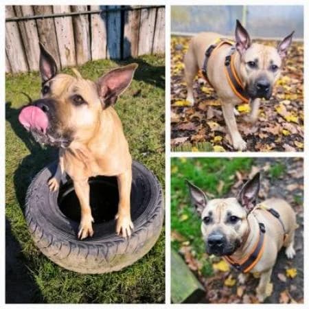 Frieda, female American Staffordshire Terrier for adoption at Tierheim Wiesbaden, Wiesbaden