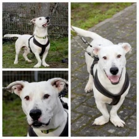 Atze, male 4yo Dachshund for adoption at Tierheim Wiesbaden, Wiesbaden