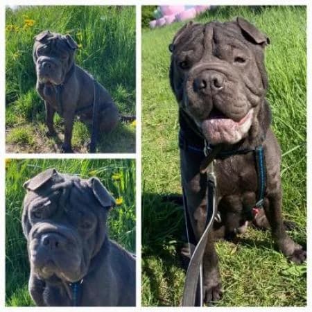 Mister, male Shar Pei for adoption at Tierheim Wiesbaden, Wiesbaden