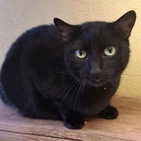 Machello, male Domestic Shorthair for adoption at Tierheim Wiesbaden, Wiesbaden