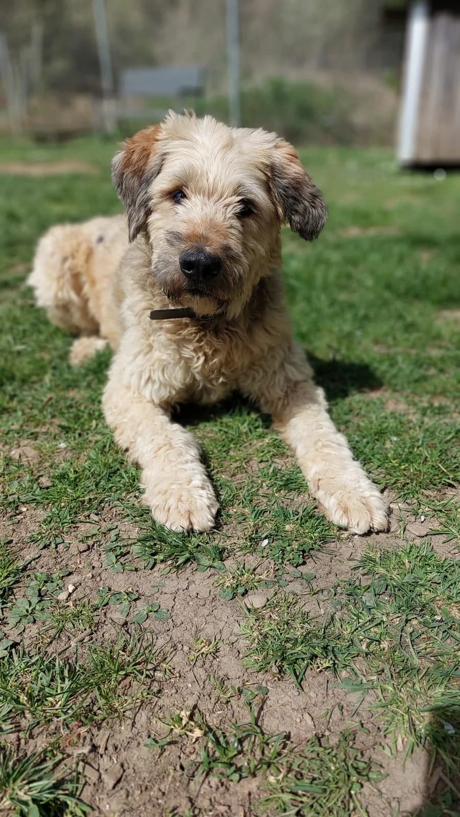 Pepe, male Poodle for adoption at Tierheim Regensburg, Regensburg