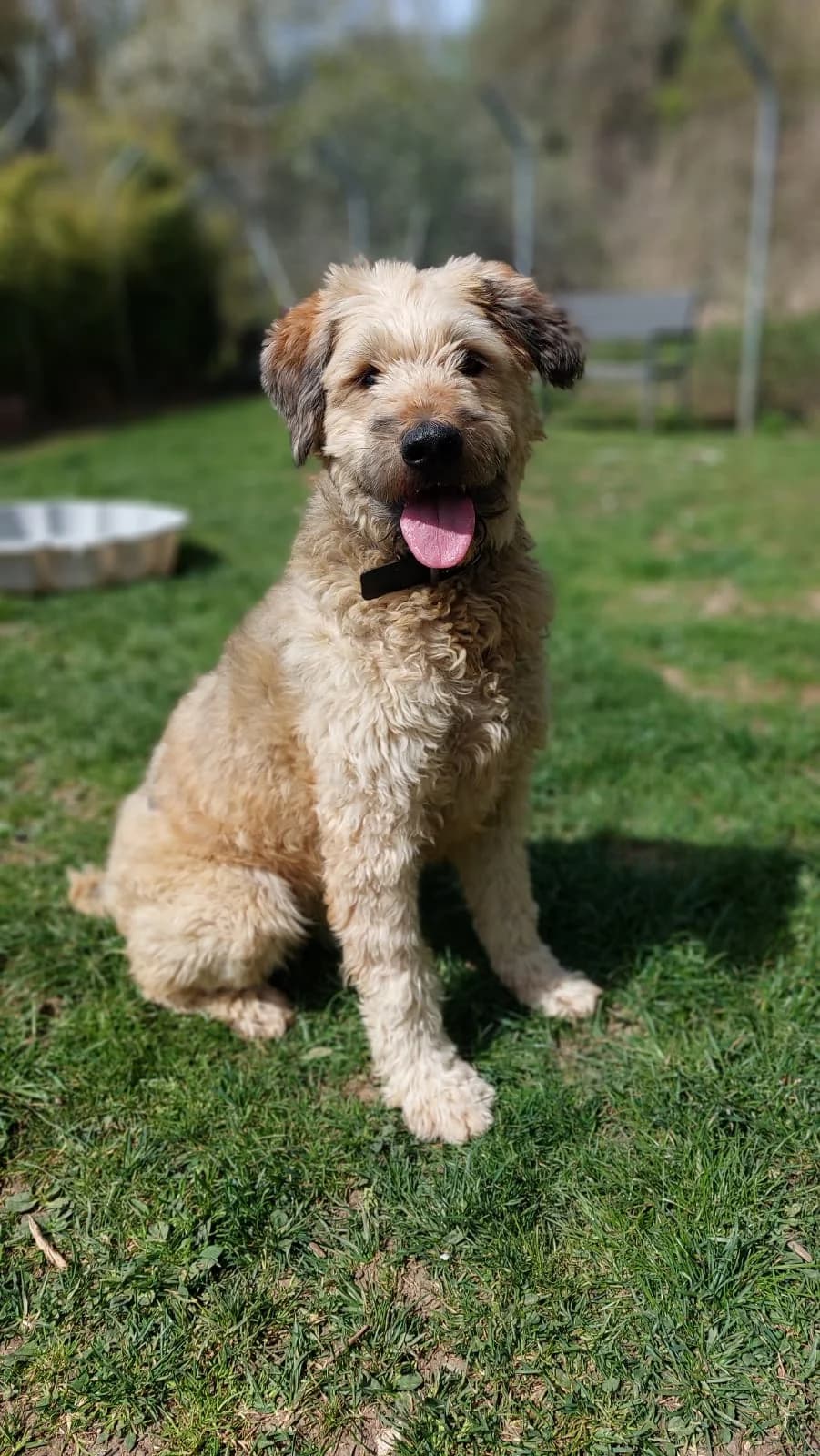 Pepe, cream male Poodle for adoption at Tierheim Regensburg, Regensburg — photo 2 of 4