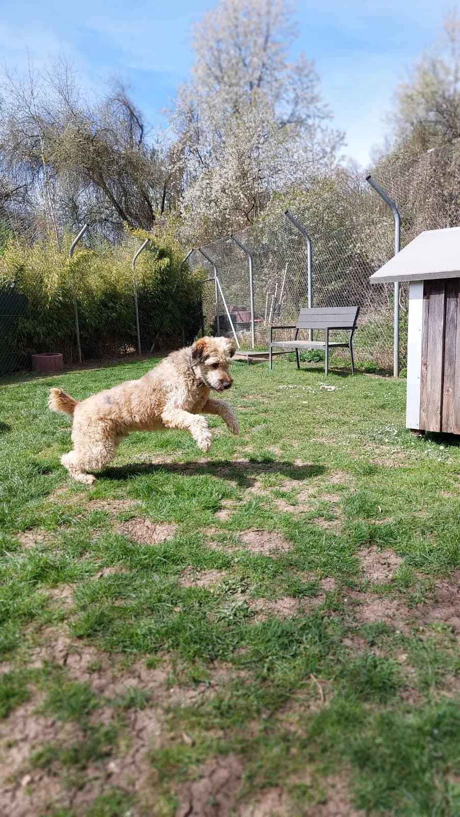Pepe, cream male Poodle for adoption at Tierheim Regensburg, Regensburg — photo 3 of 4