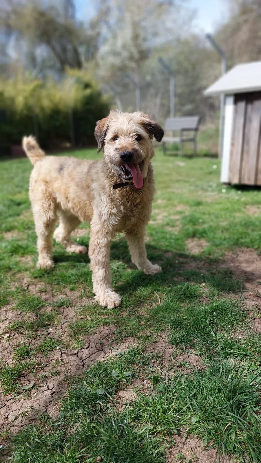 Pepe, cream male Poodle for adoption at Tierheim Regensburg, Regensburg — photo 4 of 4