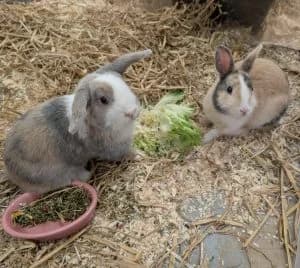 Caspar & Balthasar, male mixed breed for adoption at Tierheim Regensburg, Regensburg