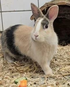 Caspar & Balthasar, grey male mixed breed for adoption at Tierheim Regensburg, Regensburg — photo 2 of 4