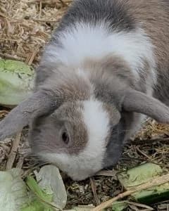 Caspar & Balthasar, grey male mixed breed for adoption at Tierheim Regensburg, Regensburg — photo 3 of 4
