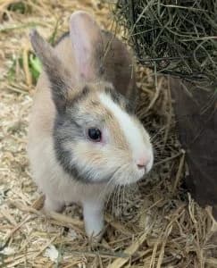 Caspar & Balthasar, grey male mixed breed for adoption at Tierheim Regensburg, Regensburg — photo 4 of 4