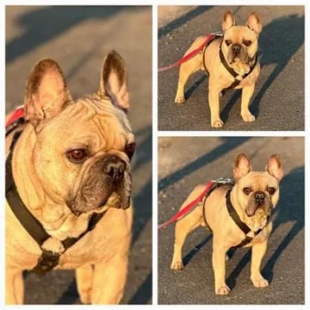 Spike, male 5yo English Bulldog for adoption at Tierheim Wiesbaden, Wiesbaden