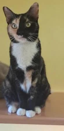 Constanze,  Mixed Breed for adoption at Tierheim Wiesbaden, Wiesbaden