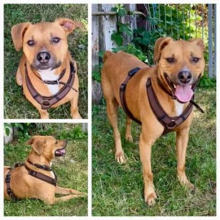 Carlos, male 5yo mixed breed for adoption at Tierheim Wiesbaden, Wiesbaden