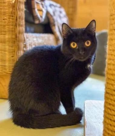 Rana und Ravi,  Domestic Shorthair for adoption at Tierheim Wiesbaden, Wiesbaden