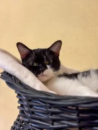 Lilith, Mixed Breed for adoption at Tierheim Wiesbaden, Wiesbaden