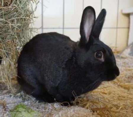 Willow, female Mixed Breed for adoption at Tierheim Wiesbaden, Wiesbaden