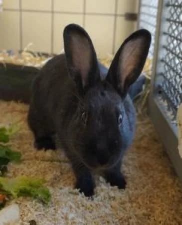 Ian, male Mixed Breed for adoption at Tierheim Wiesbaden, Wiesbaden