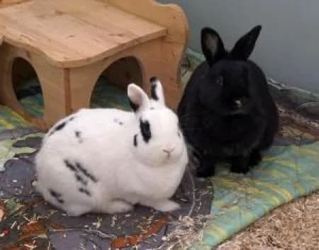 Freya und Odin, female Mixed Breed for adoption at Tierheim Wiesbaden, Wiesbaden