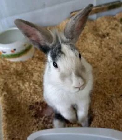 Oreo, male Mixed Breed for adoption at Tierheim Wiesbaden, Wiesbaden