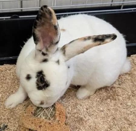 Cento, male Mixed Breed for adoption at Tierheim Wiesbaden, Wiesbaden