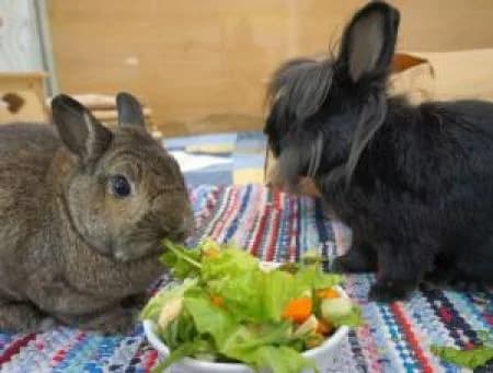 Lakritz und Romy, female Domestic Rabbit for adoption at Tierheim Wiesbaden, Wiesbaden