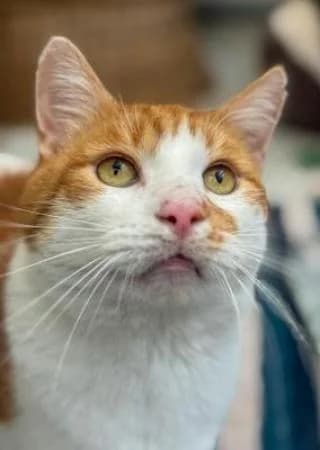Olli  und Marvis, male Mixed Breed for adoption at Tierheim Wiesbaden, Wiesbaden