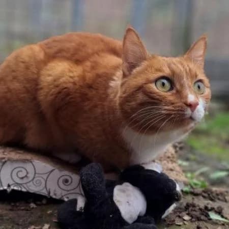 Grimm, male Domestic Shorthair for adoption at Tierheim Wiesbaden, Wiesbaden