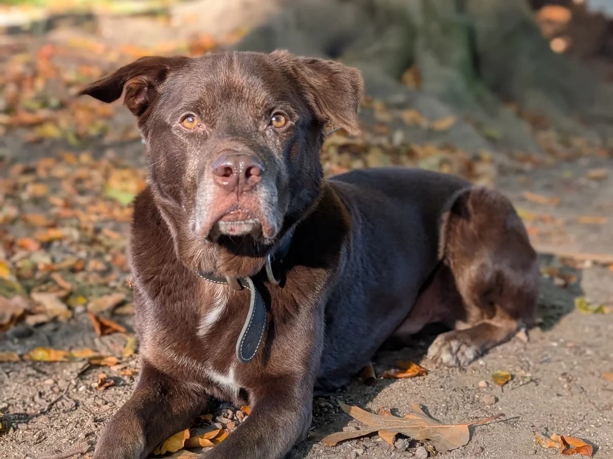 Zeus, braun male 7yo Mixed Breed for adoption at Tierheim Hamburg, Hamburg