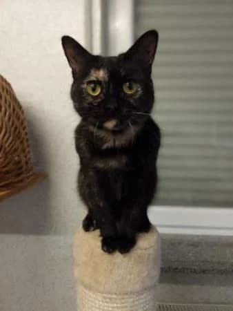 Cleo und Branko, Mixed Breed (Tierheim Wiesbaden)
