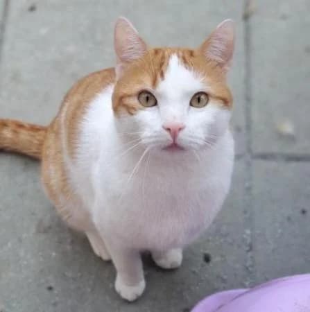 Kiril (hat Interessenten), orange tabby  Domestic Shorthair for adoption at Tierheim Wiesbaden, Wiesbaden