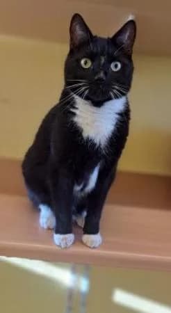 Apollo und Adelheid, male Domestic Shorthair for adoption at Tierheim Wiesbaden, Wiesbaden