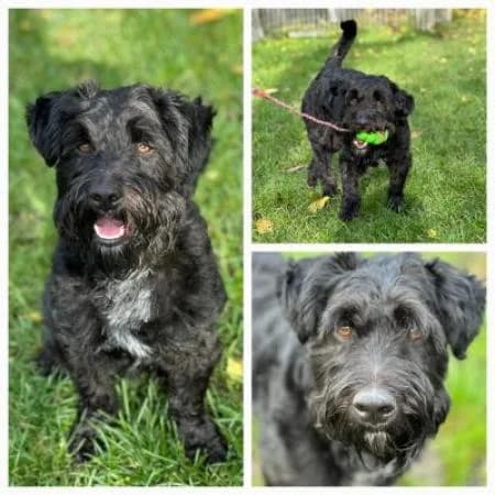 Eddie, male mixed breed for adoption at Tierheim Wiesbaden, Wiesbaden