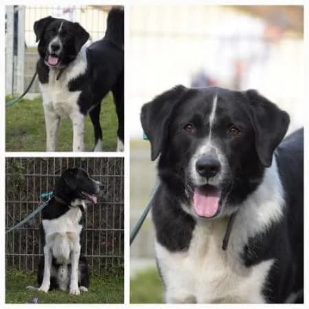Rio, male 3yo Mixed Breed for adoption at Tierheim Wiesbaden, Wiesbaden