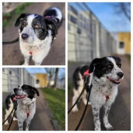 Sara, female young mixed breed for adoption at Tierheim Wiesbaden, Wiesbaden