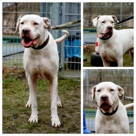 Ace, male mixed breed for adoption at Tierheim Wiesbaden, Wiesbaden