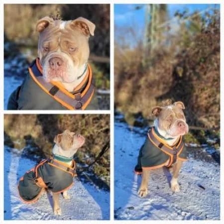 Daisy, female English Bulldog for adoption at Tierheim Wiesbaden, Wiesbaden