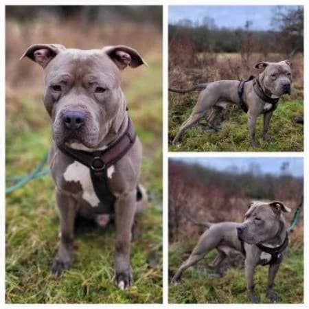 Jace, male 3yo mixed breed for adoption at Tierheim Wiesbaden, Wiesbaden
