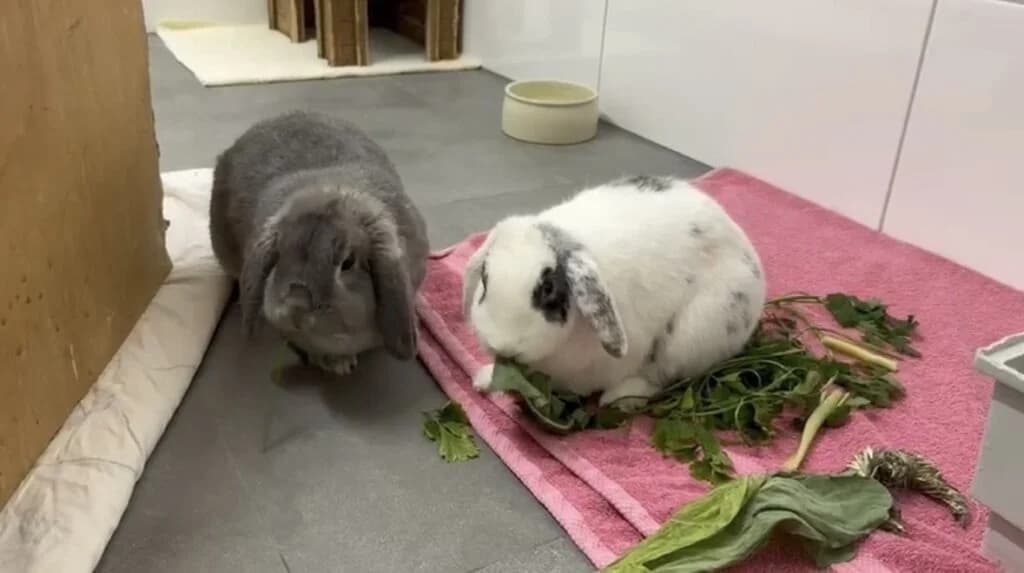 Lucia & Damon, 3yo mixed breed for adoption at Tierheim Düsseldorf, Düsseldorf