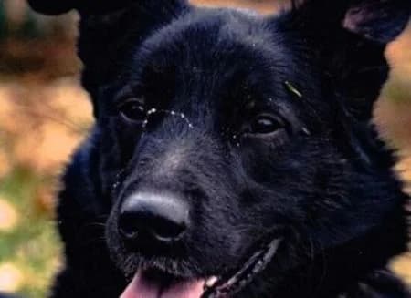 Bobby (Tierschutzverein Bad Homburg), German Shepherd (Tierheim Wiesbaden)