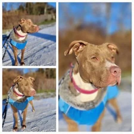 Aliyah, female American Staffordshire Terrier for adoption at Tierheim Wiesbaden, Wiesbaden
