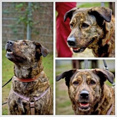 Angel, female 5yo Mixed Breed for adoption at Tierheim Wiesbaden, Wiesbaden
