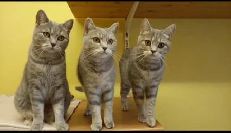 Pumi, Mina und Sunny (haben Interessenten),  Mixed Breed for adoption at Tierheim Wiesbaden, Wiesbaden