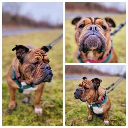 Gabi, female English Bulldog for adoption at Tierheim Wiesbaden, Wiesbaden