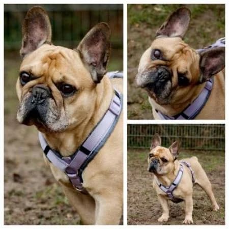 Joscha, male English Bulldog for adoption at Tierheim Wiesbaden, Wiesbaden