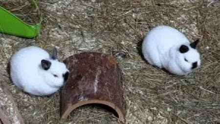 Vermittlung von Privat /Häsin Alba und Kastrat Nikolai suchen ein tolles Zuhause!,  Mixed Breed for adoption at Tierheim Wiesbaden, Wiesbaden
