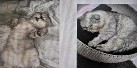 Charlie  Vermittlung von Privat, male Domestic Shorthair for adoption at Tierheim Wiesbaden, Wiesbaden