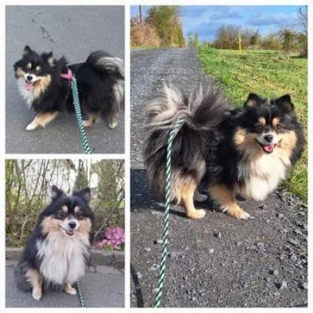 Canella, female Pomeranian for adoption at Tierheim Wiesbaden, Wiesbaden