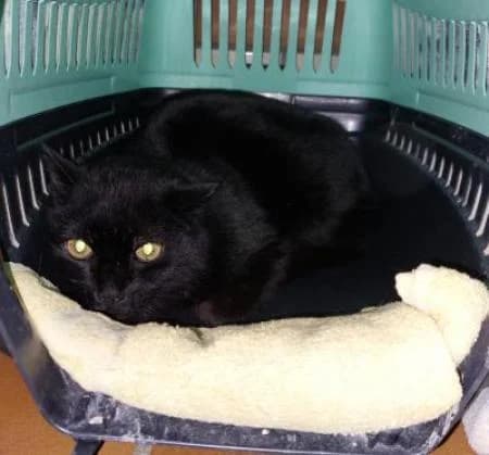 Heinz (FIV positiv),  Mixed Breed for adoption at Tierheim Wiesbaden, Wiesbaden