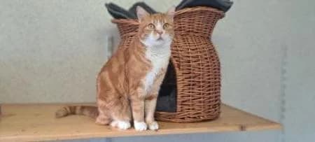 Rusty (hat Interressenten), male Domestic Shorthair for adoption at Tierheim Wiesbaden, Wiesbaden
