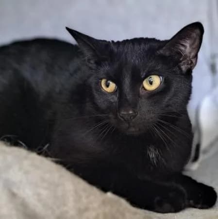 Kala (hat Interessenten),  Mixed Breed for adoption at Tierheim Wiesbaden, Wiesbaden